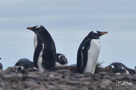 Piguins gentoo em praia de pedras de Steeple Jason, no noroeste das Ilhas Malvinas